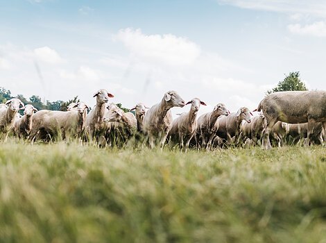Schafherde auf der Wiese