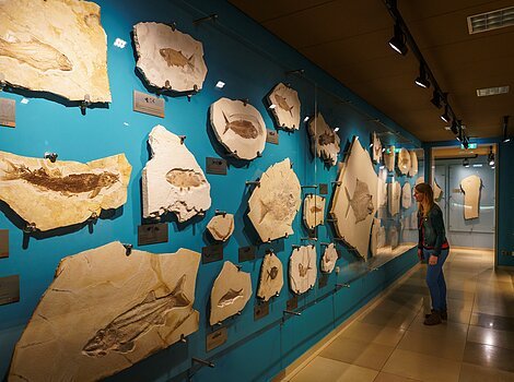 Eine Besucherin des Museums Solnhofen schaut sich Versteinerungen an, die an einer Wand hängen.