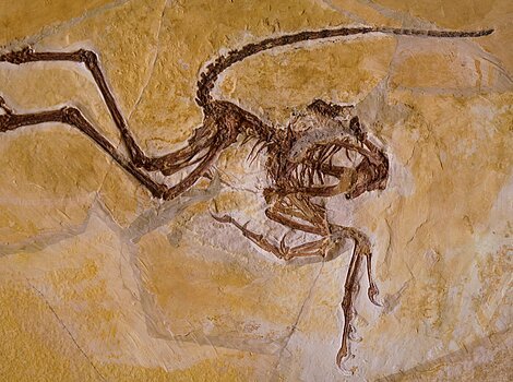 Der versteinerte Archaeopteryx, der im Museum Solnhofen ausgestellt ist.