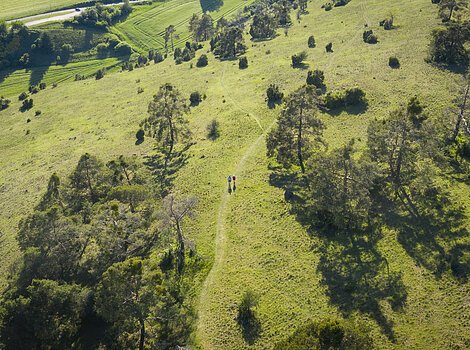 Wanderer auf der Gungoldinger Wacholderheide von oben. Die Wacholderheide mit ihren typischen Büschen leuchtet in hellem grün.