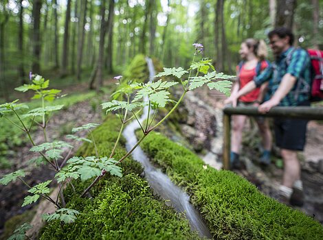 Auf einem mit Moos bedeckten Kalksockel strömt ein Bach durch den Wald. Zwei Wandernde, ein Mann und eine Frau, stehen an der Seite.
