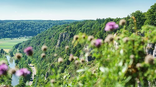 Blick von der Arnsberger Leiten mit Blüten im Vordergrund