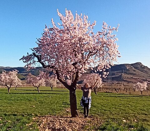 Zwei rosa blühende Mandelbäume im Vordergrund. Im Hintergrund sind weitere Bäume sowie eine Berglandschaft zu sehen.