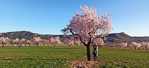 Zwei rosa blühende Mandelbäume im Vordergrund. Im Hintergrund sind weitere Bäume sowie eine Berglandschaft zu sehen.