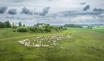 Eine große Schafherde grast auf einer grünen Wiese unter bewölktem Himmel. Ein Hirte steht in der Nähe.
