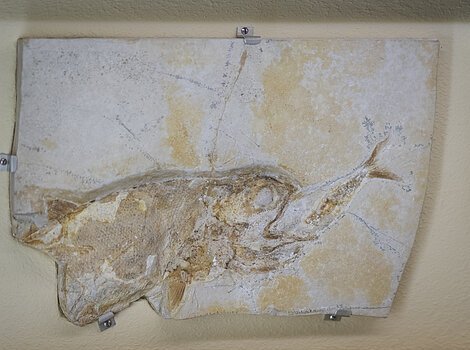 Fossil eines Fisches in einem rechteckigen Steinblock, an einer Wand befestigt.