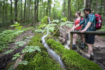 Zwei Personen wandern im Wald, im Vordergrund Pflanzen und ein mit Moos bedeckter Baumstamm.