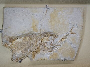 Fossil eines Fisches in einem rechteckigen Steinblock, an einer Wand befestigt.