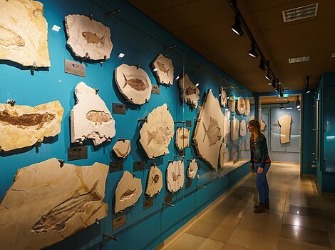 Frau betrachtet in Museum fossile Fischabdrücke an blauer Wand mit Beleuchtung und Informationstafeln.