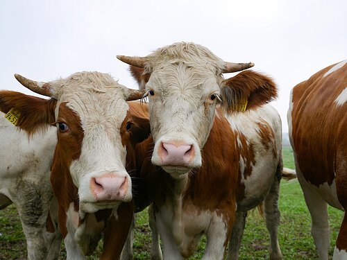 Altmühltaler Weiderind Zwei braun-weiße Kühe mit Hörnern und Ohrmarken stehen auf einer grünen Wiese, Blick in die Kamera.